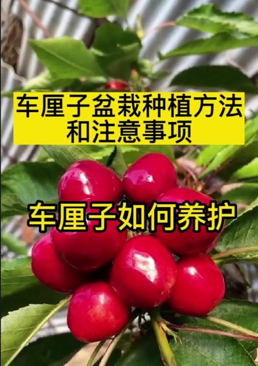 斛树怎么种植盆栽方法：从新手入门到养护指南