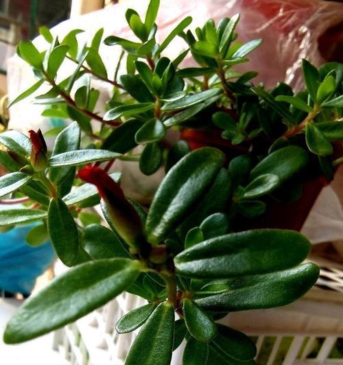 斛树怎么种植盆栽方法：从新手入门到养护指南