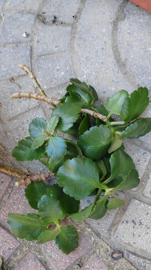 单瓣绣线菊修剪枝条指南