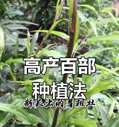 催芽百部种子怎么种