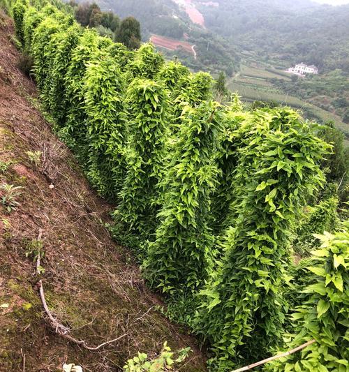 催芽百部种子怎么种