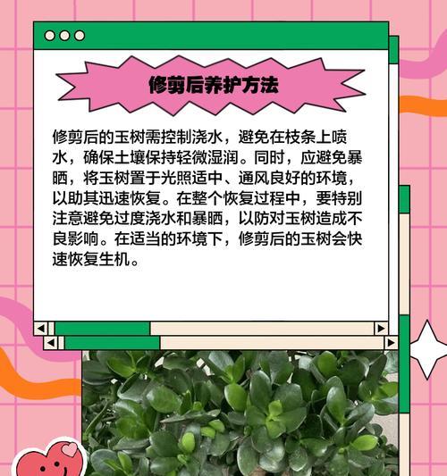 玉树修剪技巧：如何正确处理不高植株的枝条