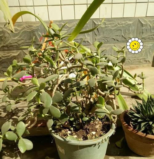 玉树修剪技巧：如何正确处理不高植株的枝条