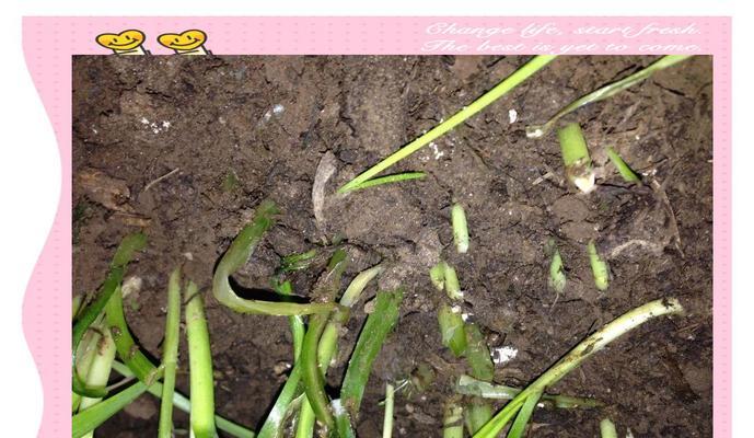 韭菜种植没有催芽怎么办