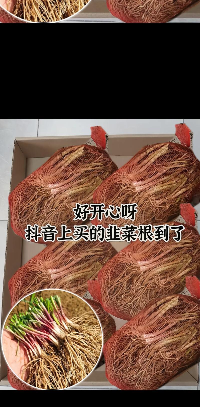 韭菜种植没有催芽怎么办
