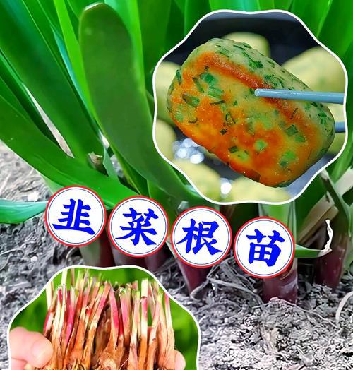 韭菜种植没有催芽怎么办