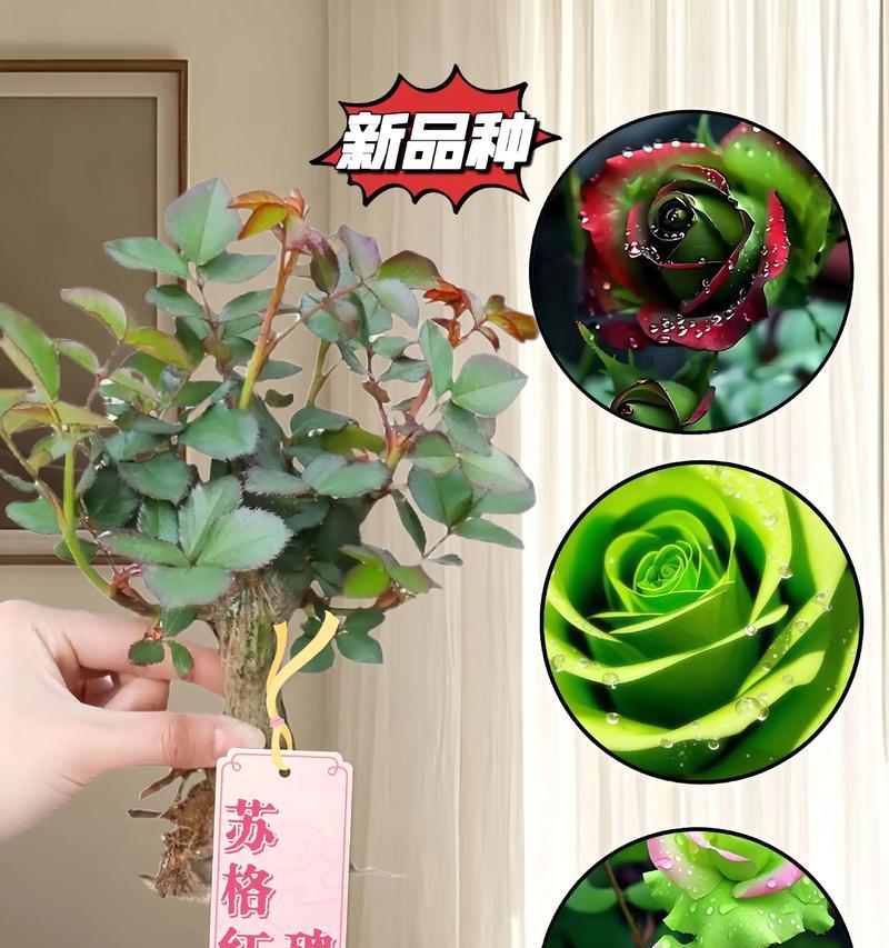 七彩植物的种植方法：让花园如彩虹般绚烂