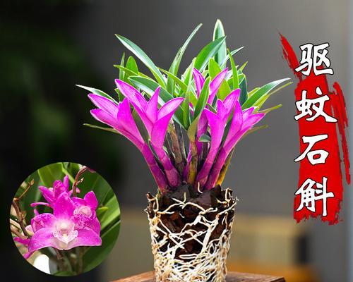 七彩植物的种植方法：让花园如彩虹般绚烂