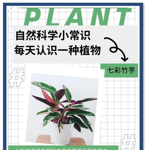 七彩植物的种植方法：让花园如彩虹般绚烂