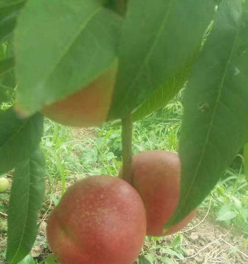 珍珠桃怎么修剪枝条