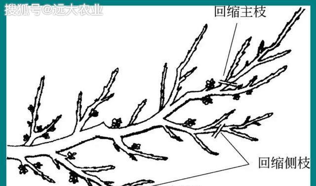 珍珠桃怎么修剪枝条