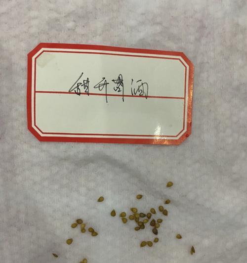 番茄播种后催芽怎么办：全面指南助你成功