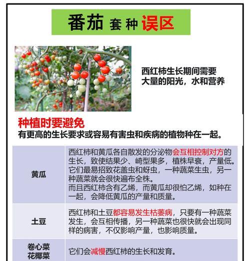 番茄播种后催芽怎么办：全面指南助你成功