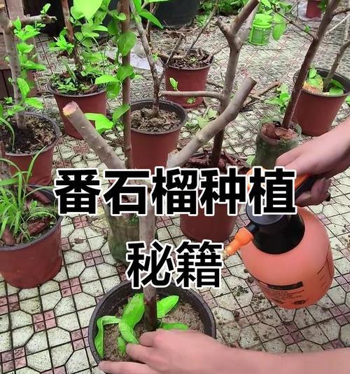 番石榴种植后怎么养殖方法：全面指导与技巧
