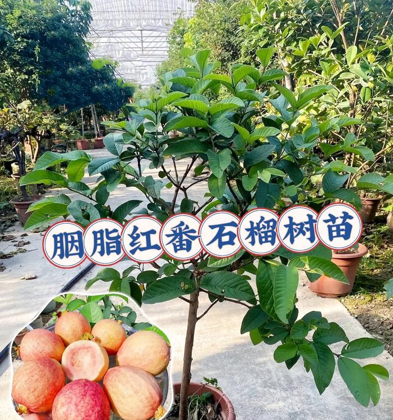 番石榴种植后怎么养殖方法：全面指导与技巧