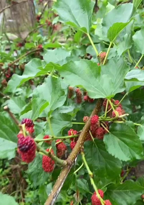 盆栽桑树的种植方法：轻松打造你的室内绿意小角落