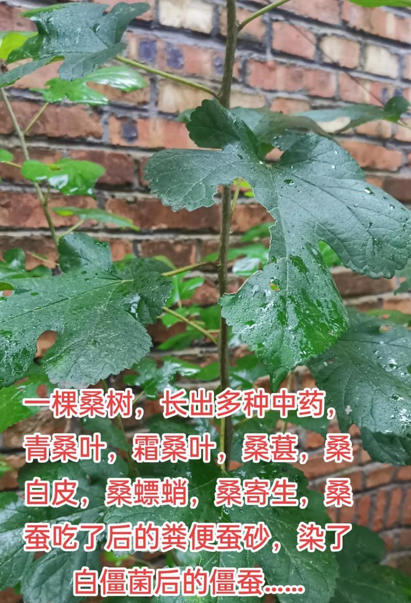 盆栽桑树的种植方法：轻松打造你的室内绿意小角落