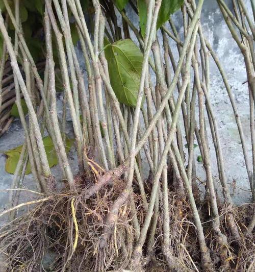 盆栽桑树的种植方法：轻松打造你的室内绿意小角落