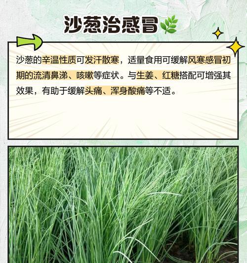 沙葱籽怎么种植方法