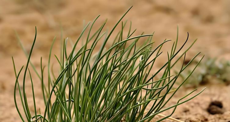 沙葱籽怎么种植方法