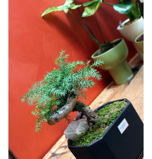杉树的维护与修剪枝条技巧
