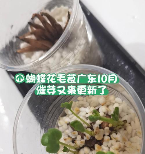 罐子菜种催芽技巧：详细步骤与常见问题解答