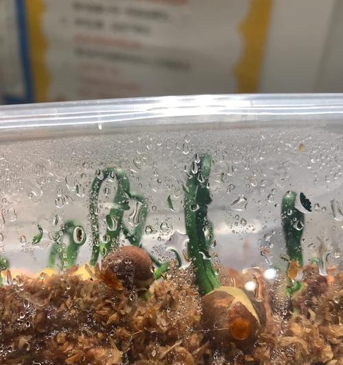 罐子菜种催芽技巧：详细步骤与常见问题解答