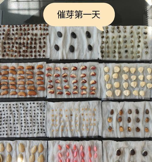 罐子菜种催芽技巧：详细步骤与常见问题解答