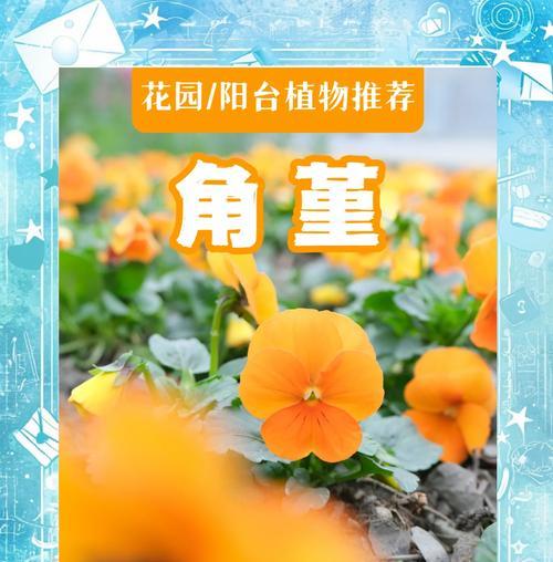 角董怎么修剪枝条