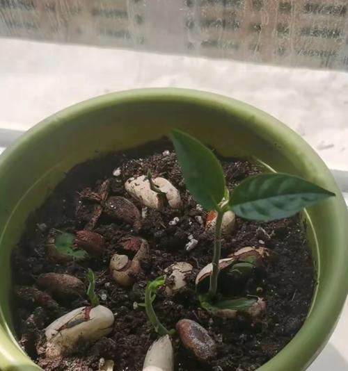 菠萝蜜催芽后种植指南