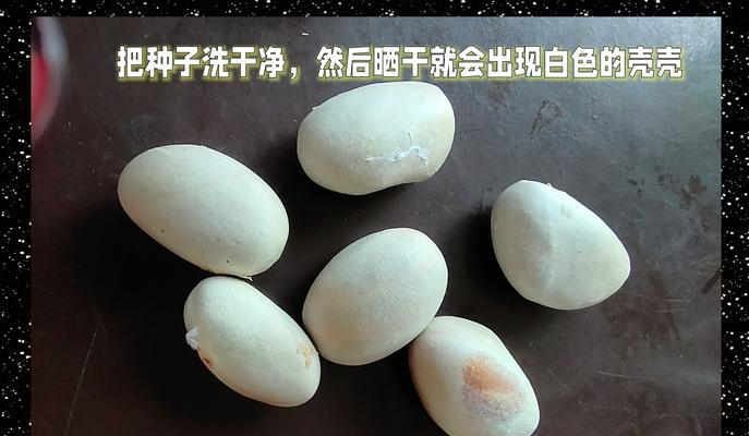 菠萝蜜催芽后种植指南