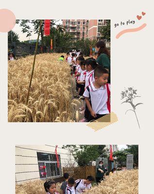 麦子土培怎么种植方法