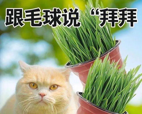 麦子土培怎么种植方法