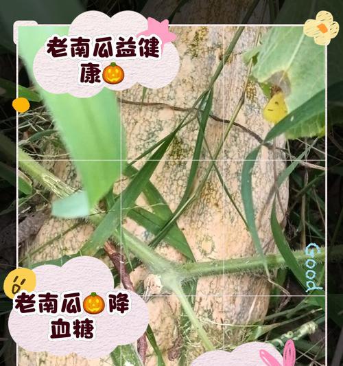 云南老南瓜种植全攻略：方法与技巧详解
