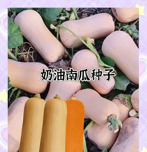 云南老南瓜种植全攻略：方法与技巧详解