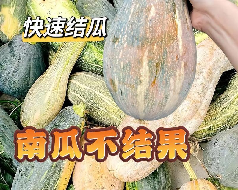 云南老南瓜种植全攻略：方法与技巧详解