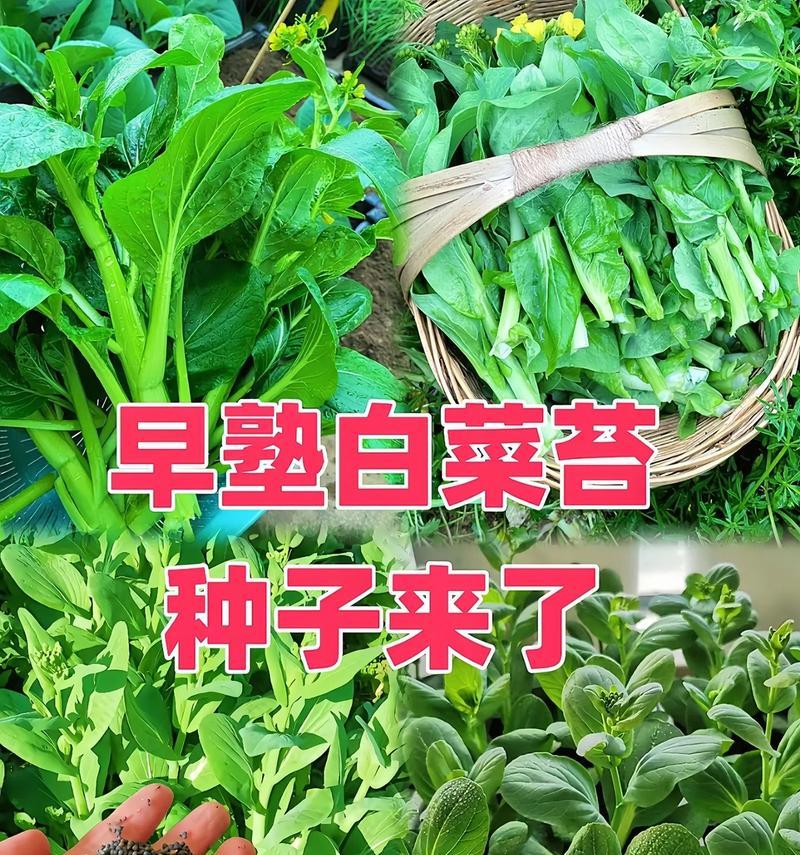 云南小白菜怎么种植方法