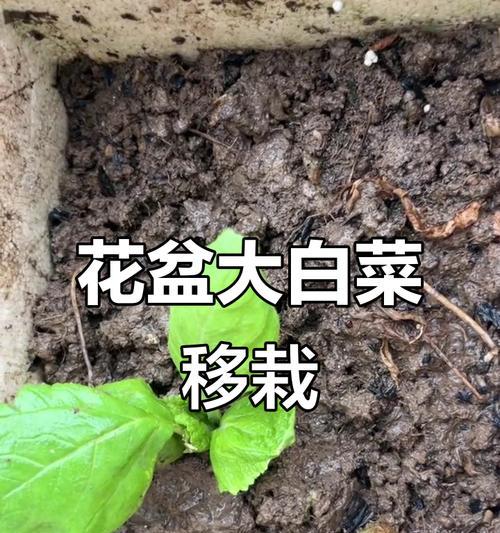 云南小白菜怎么种植方法