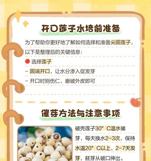莲子大面积种植方法指南
