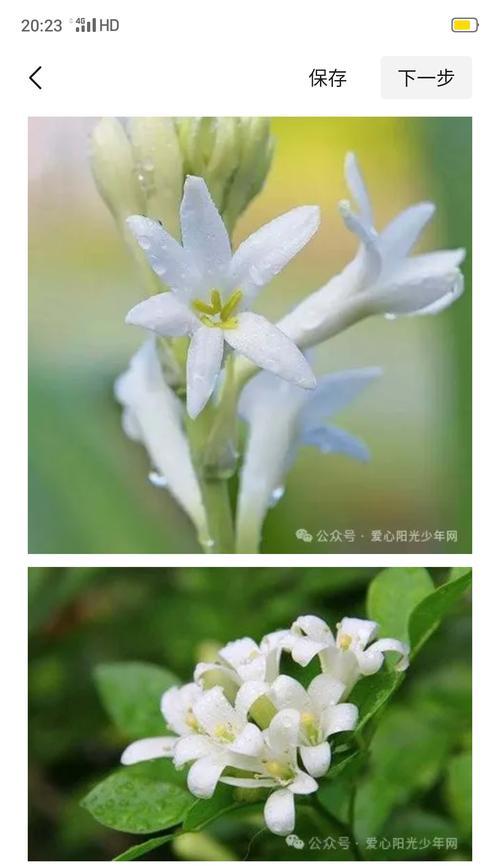 车厘子催芽素使用指南：高效催芽，提升种植效率