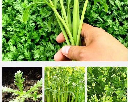 小叶同蒿的催芽种植方法与技巧