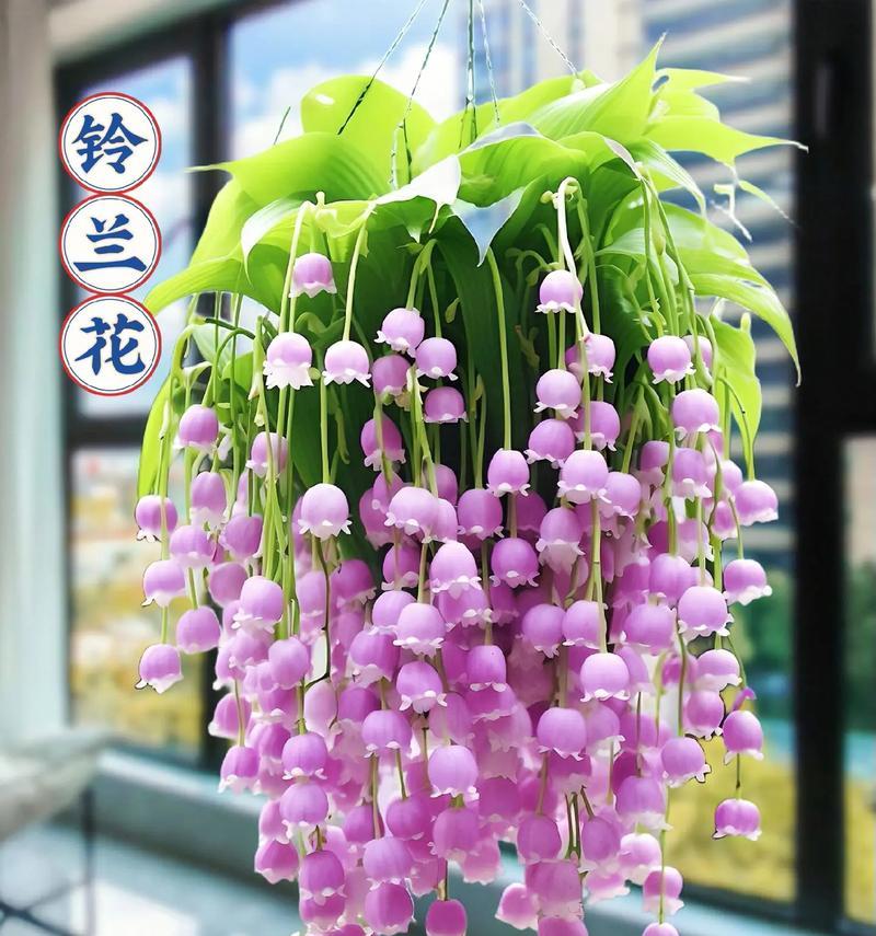 铃兰花长根怎么种植：专业种植方法全面解析