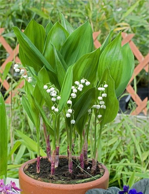 铃兰花长根怎么种植：专业种植方法全面解析