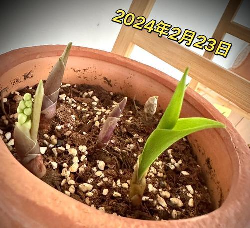 铃兰花长根怎么种植：专业种植方法全面解析