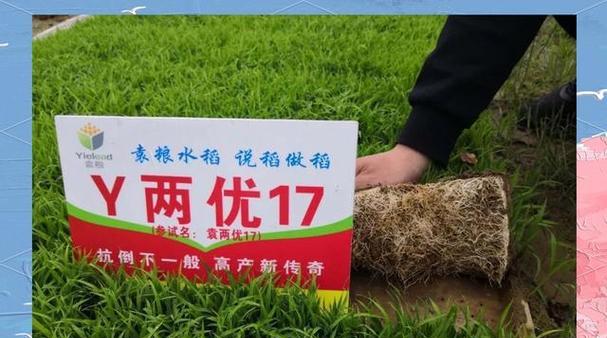 水稻催芽的全过程指导