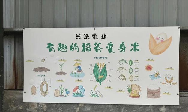 水稻催芽的全过程指导