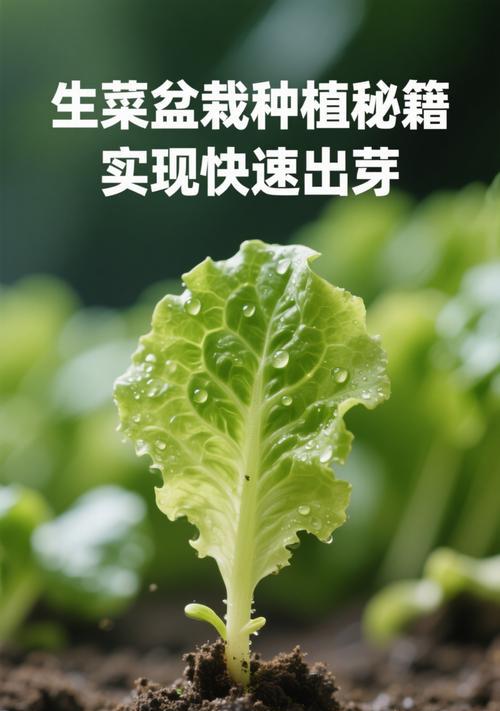 生菜的种植方法：从播种到收获的全过程指导