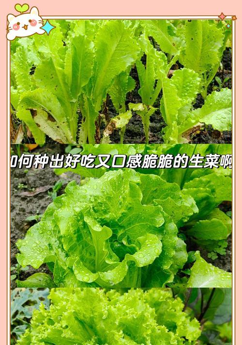 生菜的种植方法：从播种到收获的全过程指导
