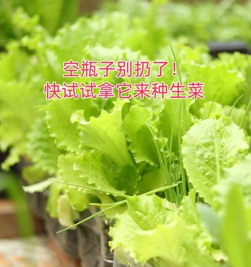 生菜的种植方法：从播种到收获的全过程指导