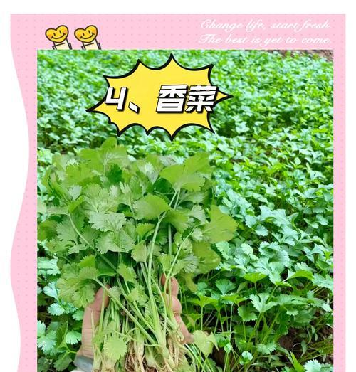 萝卜白菜怎么催芽